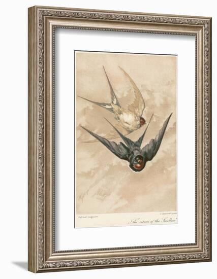 Two Swallows-J Giacomelli-Framed Photographic Print