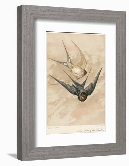 Two Swallows-J Giacomelli-Framed Photographic Print