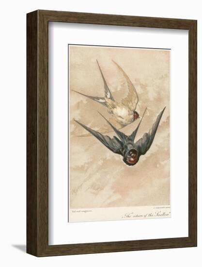 Two Swallows-J Giacomelli-Framed Photographic Print