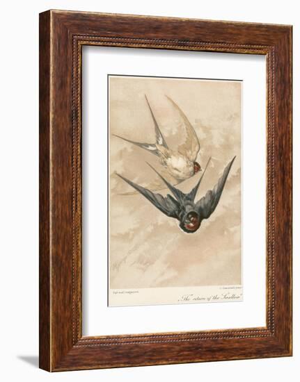 Two Swallows-J Giacomelli-Framed Photographic Print