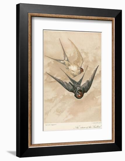 Two Swallows-J Giacomelli-Framed Photographic Print