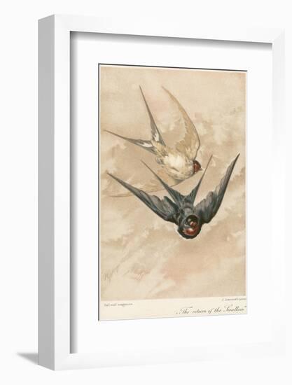 Two Swallows-J Giacomelli-Framed Photographic Print