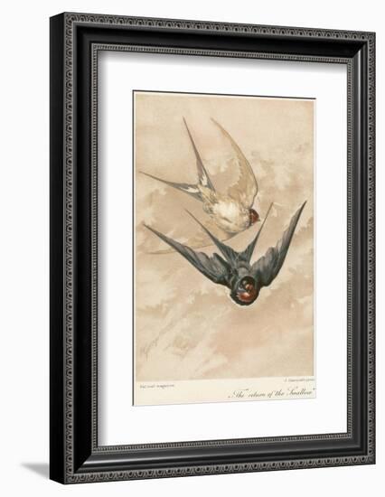 Two Swallows-J Giacomelli-Framed Photographic Print