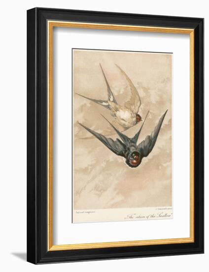 Two Swallows-J Giacomelli-Framed Photographic Print