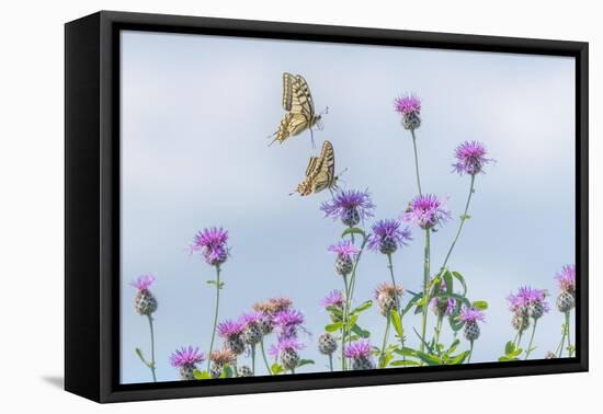 Two Swallowtail butterflies flying to feed on thistle bush-Edwin Giesbers-Framed Premier Image Canvas