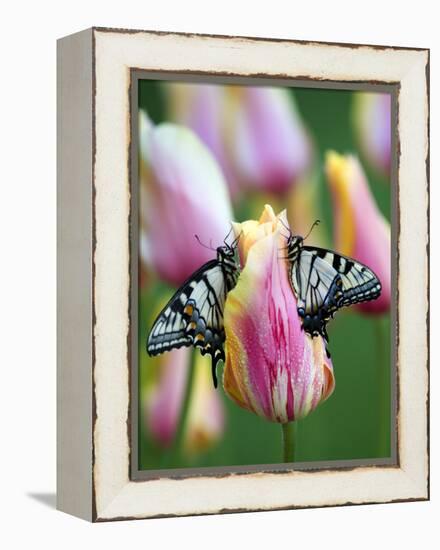 Two Swallowtail Butterflies on Tulip in Early Morning-Nancy Rotenberg-Framed Premier Image Canvas