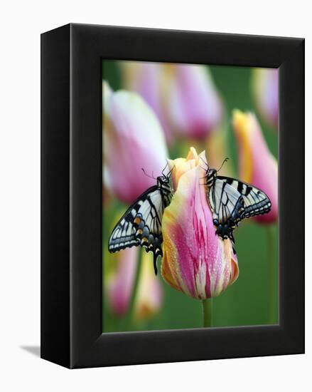 Two Swallowtail Butterflies on Tulip in Early Morning-Nancy Rotenberg-Framed Premier Image Canvas