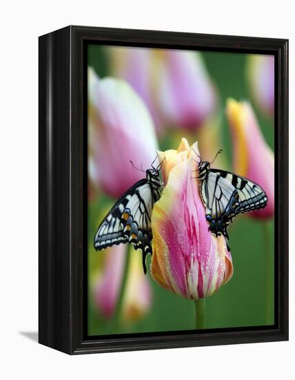 Two Swallowtail Butterflies on Tulip in Early Morning-Nancy Rotenberg-Framed Premier Image Canvas