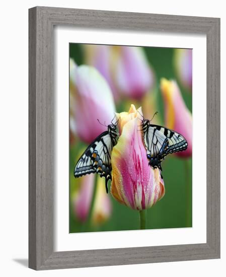 Two Swallowtail Butterflies on Tulip in Early Morning-Nancy Rotenberg-Framed Photographic Print