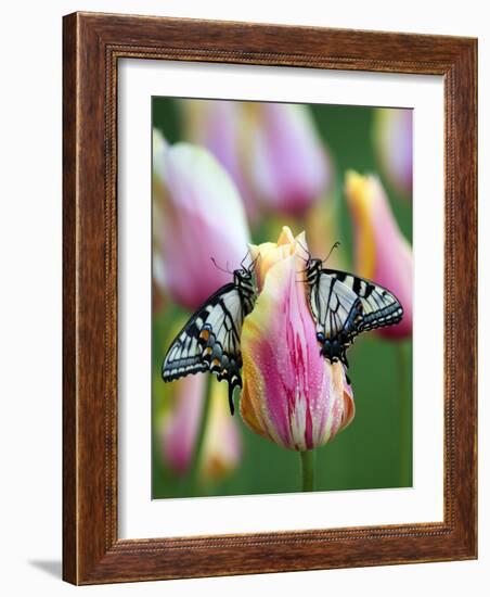 Two Swallowtail Butterflies on Tulip in Early Morning-Nancy Rotenberg-Framed Photographic Print