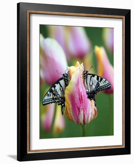 Two Swallowtail Butterflies on Tulip in Early Morning-Nancy Rotenberg-Framed Photographic Print