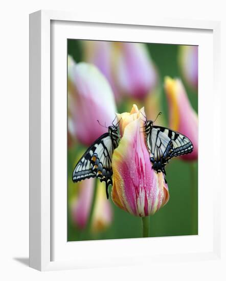 Two Swallowtail Butterflies on Tulip in Early Morning-Nancy Rotenberg-Framed Photographic Print