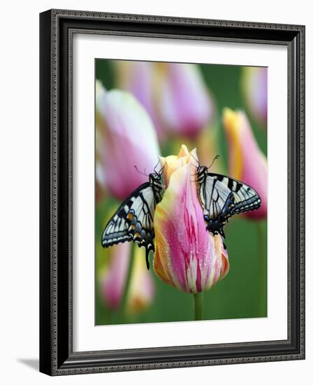 Two Swallowtail Butterflies on Tulip in Early Morning-Nancy Rotenberg-Framed Photographic Print