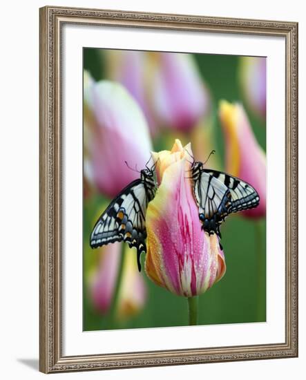 Two Swallowtail Butterflies on Tulip in Early Morning-Nancy Rotenberg-Framed Photographic Print