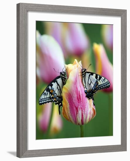 Two Swallowtail Butterflies on Tulip in Early Morning-Nancy Rotenberg-Framed Photographic Print