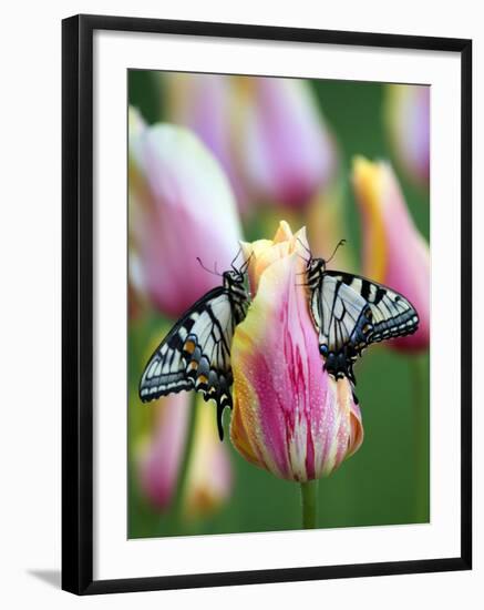 Two Swallowtail Butterflies on Tulip in Early Morning-Nancy Rotenberg-Framed Photographic Print