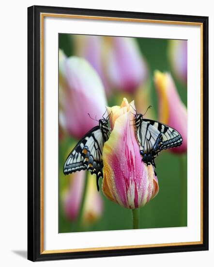 Two Swallowtail Butterflies on Tulip in Early Morning-Nancy Rotenberg-Framed Photographic Print