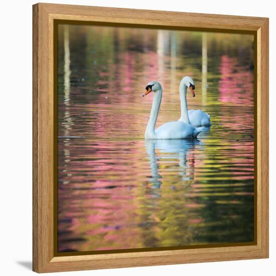 Two Swans Float on a Colorful Reflective Lake-Alex Saberi-Framed Premier Image Canvas