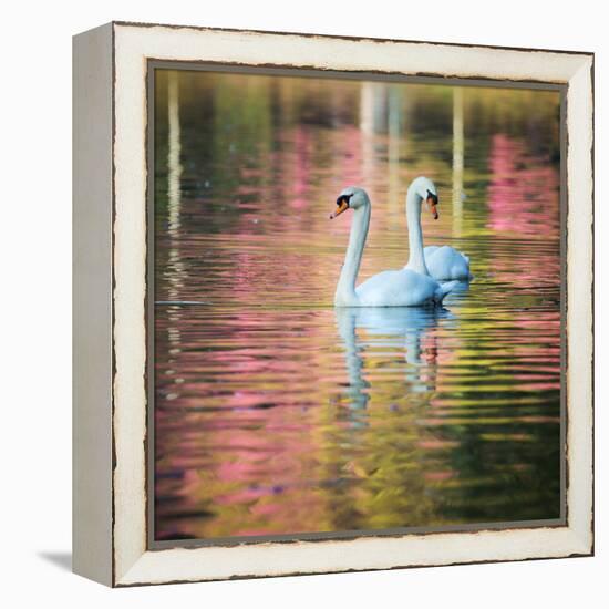 Two Swans Float on a Colorful Reflective Lake-Alex Saberi-Framed Premier Image Canvas