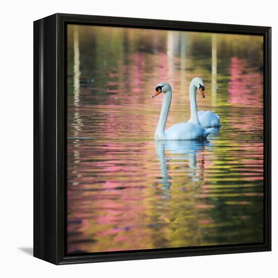 Two Swans Float on a Colorful Reflective Lake-Alex Saberi-Framed Premier Image Canvas