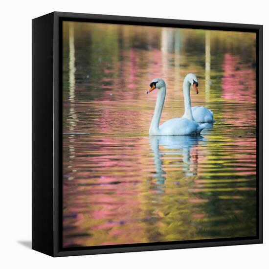 Two Swans Float on a Colorful Reflective Lake-Alex Saberi-Framed Premier Image Canvas