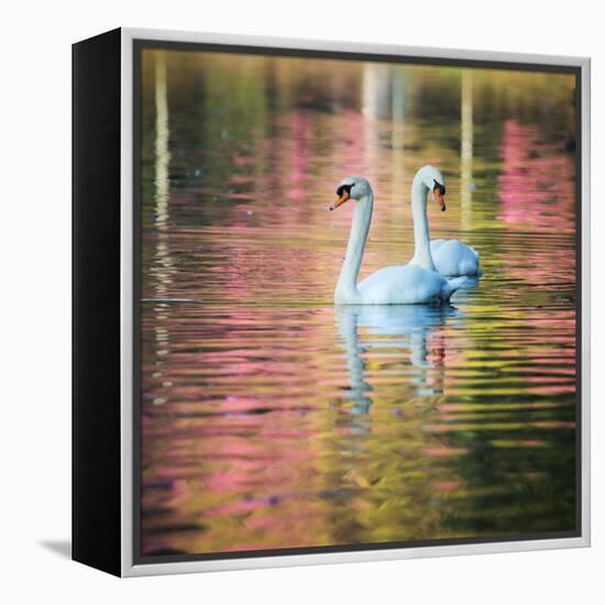 Two Swans Float on a Colorful Reflective Lake-Alex Saberi-Framed Premier Image Canvas