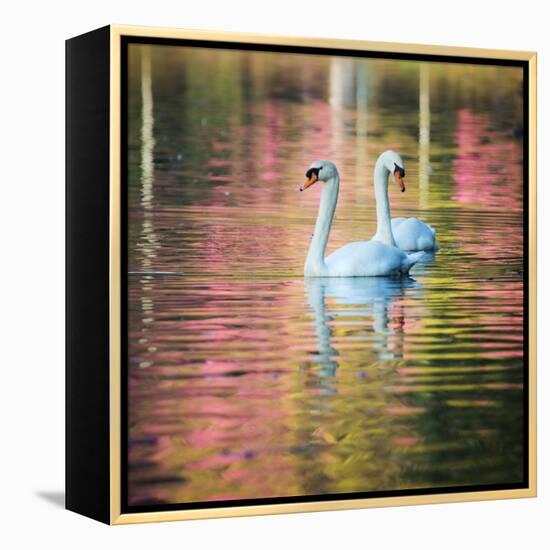 Two Swans Float on a Colorful Reflective Lake-Alex Saberi-Framed Premier Image Canvas