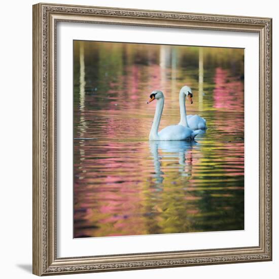 Two Swans Float on a Colorful Reflective Lake-Alex Saberi-Framed Photographic Print