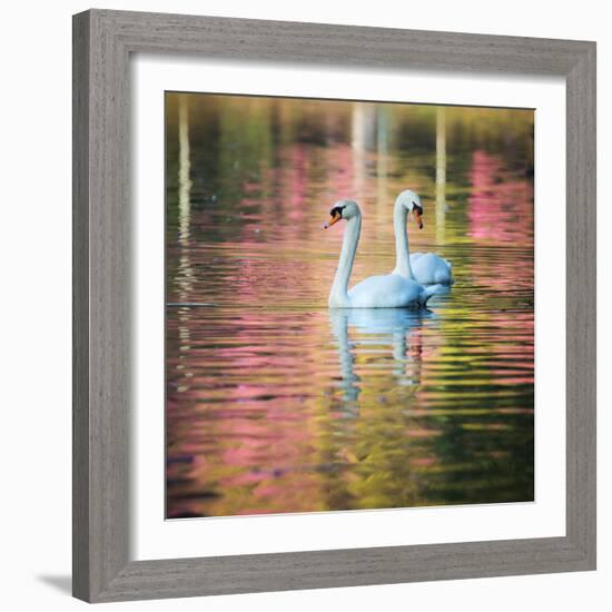 Two Swans Float on a Colorful Reflective Lake-Alex Saberi-Framed Photographic Print