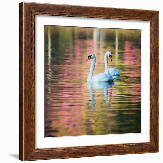 Two Swans Float on a Colorful Reflective Lake-Alex Saberi-Framed Photographic Print