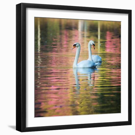 Two Swans Float on a Colorful Reflective Lake-Alex Saberi-Framed Photographic Print