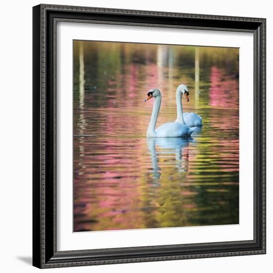 Two Swans Float on a Colorful Reflective Lake-Alex Saberi-Framed Photographic Print