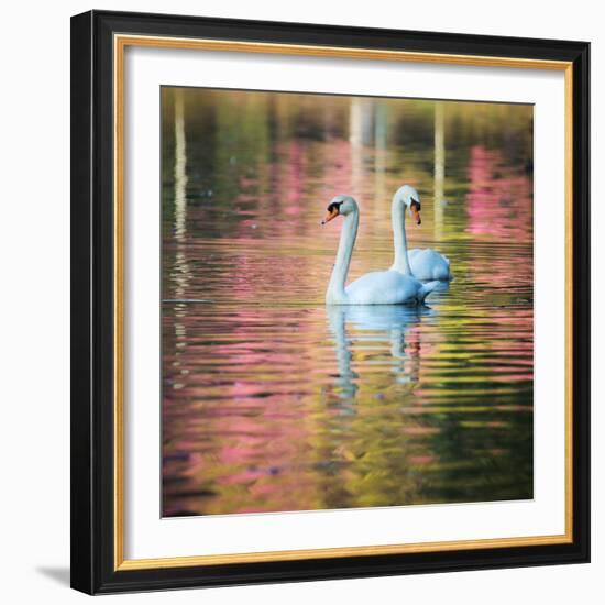 Two Swans Float on a Colorful Reflective Lake-Alex Saberi-Framed Photographic Print