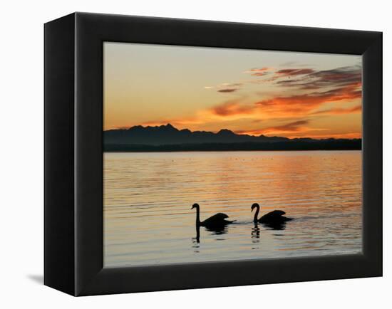 Two Swans Glide across Lake Chiemsee at Sunset near Seebruck, Germany-Diether Endlicher-Framed Premier Image Canvas