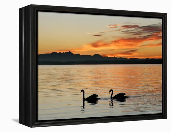 Two Swans Glide across Lake Chiemsee at Sunset near Seebruck, Germany-Diether Endlicher-Framed Premier Image Canvas