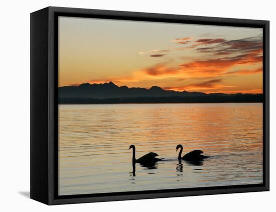Two Swans Glide across Lake Chiemsee at Sunset near Seebruck, Germany-Diether Endlicher-Framed Premier Image Canvas