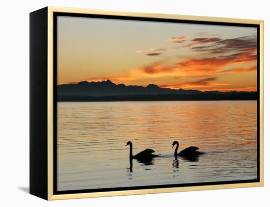 Two Swans Glide across Lake Chiemsee at Sunset near Seebruck, Germany-Diether Endlicher-Framed Premier Image Canvas