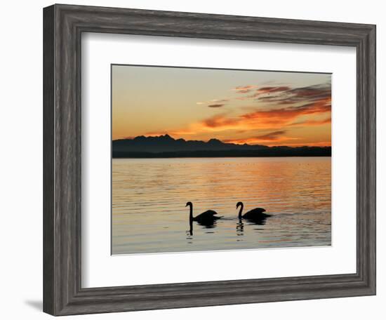 Two Swans Glide across Lake Chiemsee at Sunset near Seebruck, Germany-Diether Endlicher-Framed Premium Photographic Print