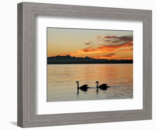 Two Swans Glide across Lake Chiemsee at Sunset near Seebruck, Germany-Diether Endlicher-Framed Premium Photographic Print