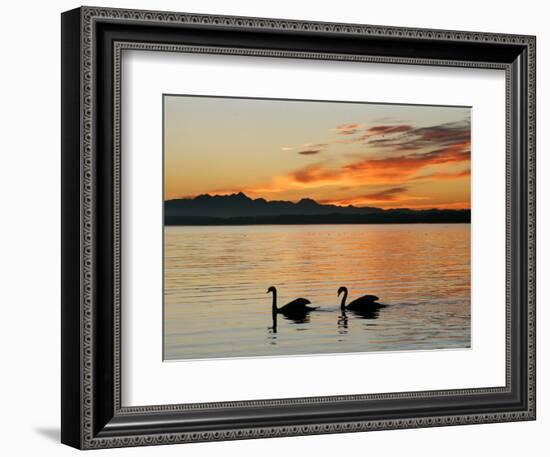 Two Swans Glide across Lake Chiemsee at Sunset near Seebruck, Germany-Diether Endlicher-Framed Premium Photographic Print