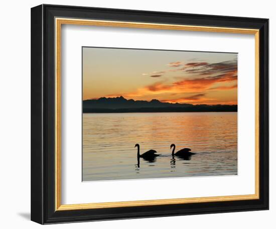 Two Swans Glide across Lake Chiemsee at Sunset near Seebruck, Germany-Diether Endlicher-Framed Premium Photographic Print