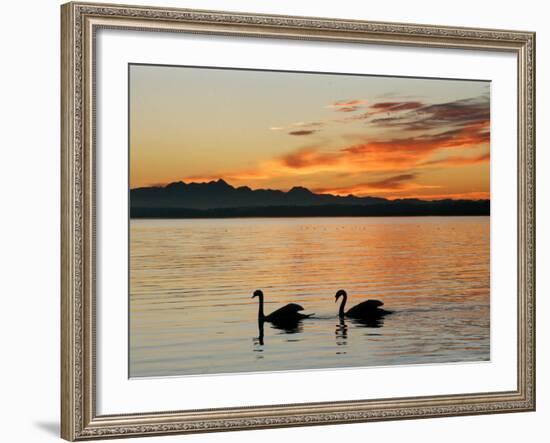 Two Swans Glide across Lake Chiemsee at Sunset near Seebruck, Germany-Diether Endlicher-Framed Photographic Print