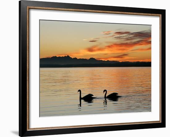 Two Swans Glide across Lake Chiemsee at Sunset near Seebruck, Germany-Diether Endlicher-Framed Photographic Print