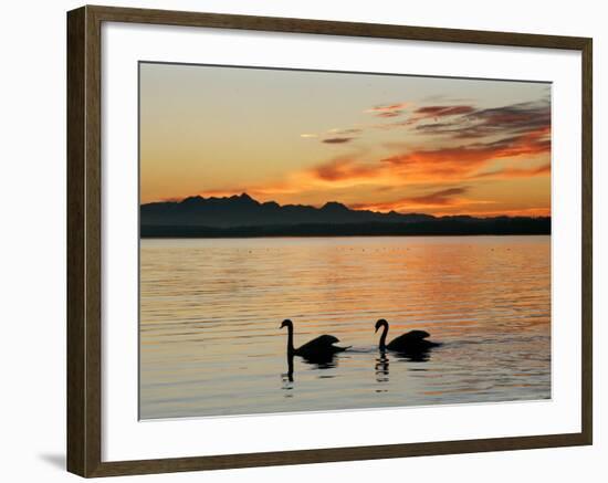 Two Swans Glide across Lake Chiemsee at Sunset near Seebruck, Germany-Diether Endlicher-Framed Photographic Print