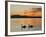 Two Swans Glide across Lake Chiemsee at Sunset near Seebruck, Germany-Diether Endlicher-Framed Photographic Print