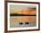 Two Swans Glide across Lake Chiemsee at Sunset near Seebruck, Germany-Diether Endlicher-Framed Photographic Print