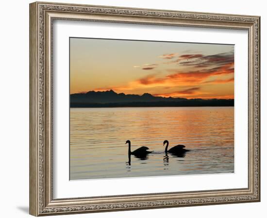 Two Swans Glide across Lake Chiemsee at Sunset near Seebruck, Germany-Diether Endlicher-Framed Photographic Print