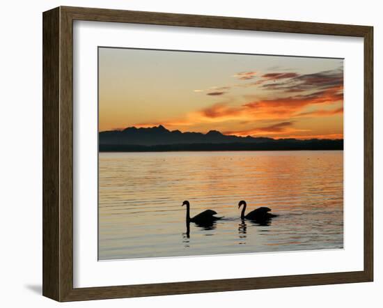 Two Swans Glide across Lake Chiemsee at Sunset near Seebruck, Germany-Diether Endlicher-Framed Photographic Print