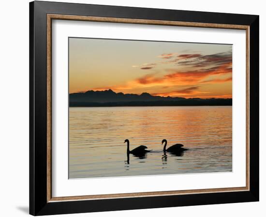 Two Swans Glide across Lake Chiemsee at Sunset near Seebruck, Germany-Diether Endlicher-Framed Photographic Print