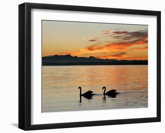 Two Swans Glide across Lake Chiemsee at Sunset near Seebruck, Germany-Diether Endlicher-Framed Photographic Print